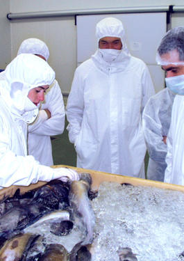 bureau veritas sea-food certifications