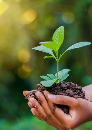 young people holding a plant in his hands